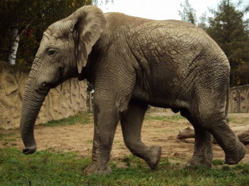 elephant zoo trunk