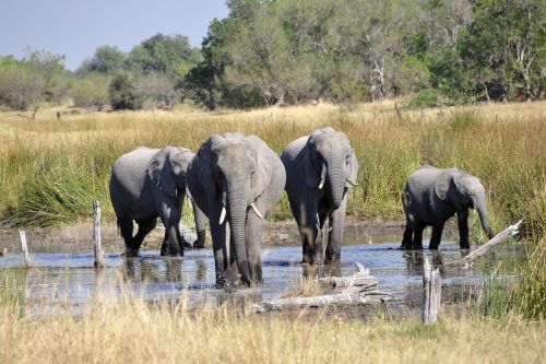elephant africa okavango delta
