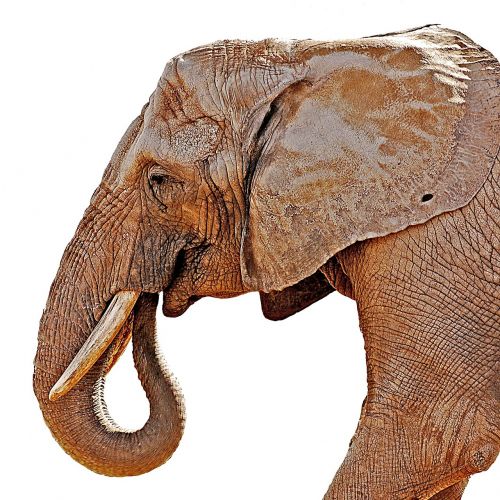 elephant pachyderm mammal