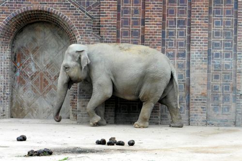 elephant zoo animal