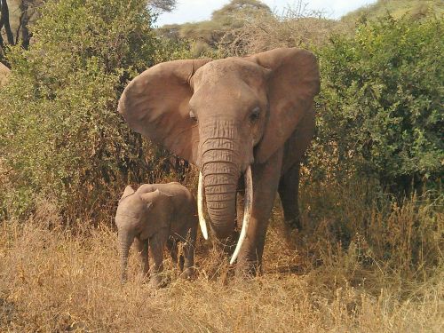 elephant animals africa