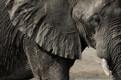 elephant chobe botswana