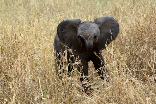 elephant baby slůně