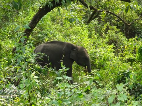 elephant wildlife animal