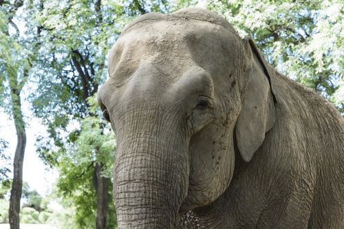 elephant nature africa