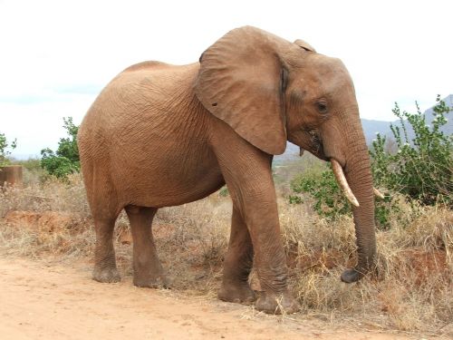 elephant kenya safari