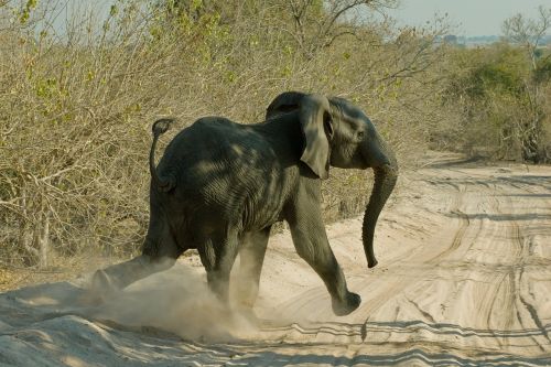 elephant chobe botswana