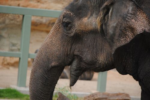 elephant face animal