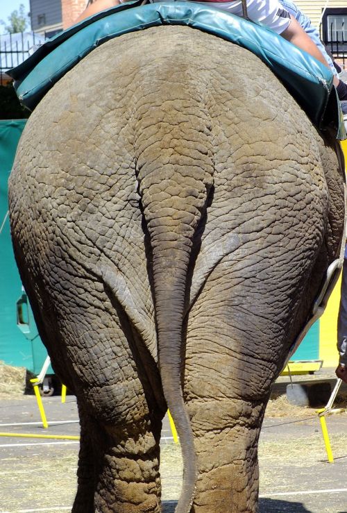 elephant ass butt