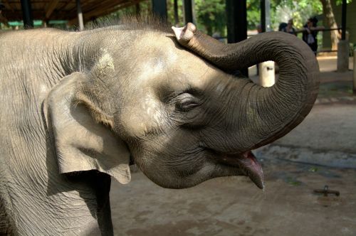 elephant baby elephant circus animal