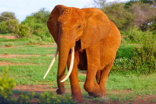 elephant tusks trunk