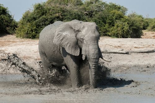 elephant water hole high spirits