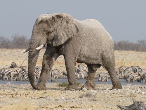 elephant etosha namibia