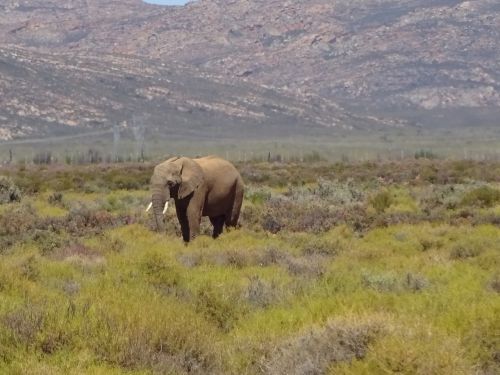 elephant pachyderm fauna