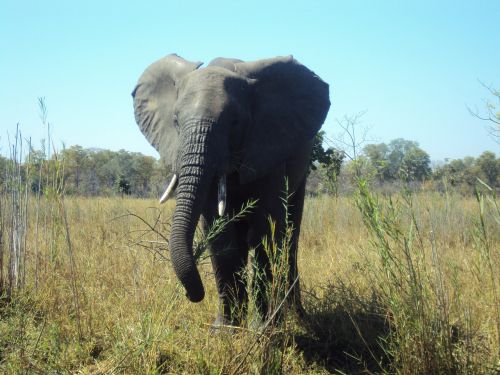 elephant malawi wildlife