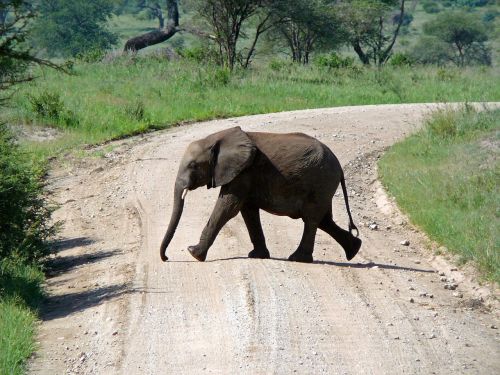 elephant path africa