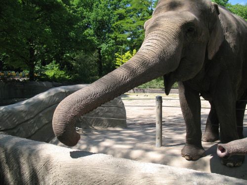 elephant zoo proboscis