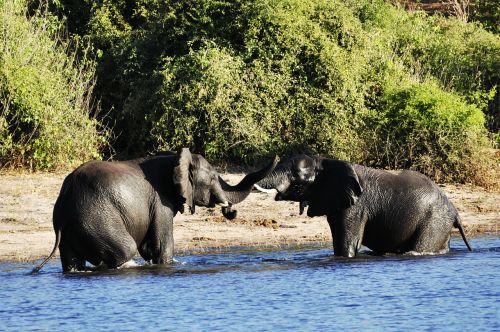 elephant water elephant fight