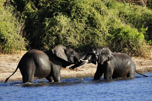 elephant water elephant fight