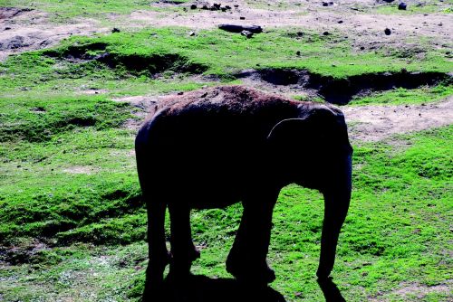 elephant zoo pachyderm