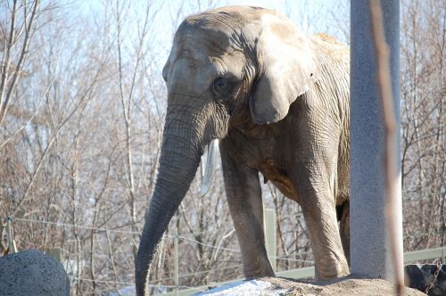 elephant animal zoo