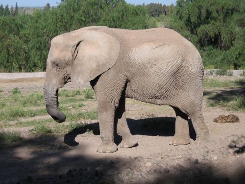 elephant zoo animal