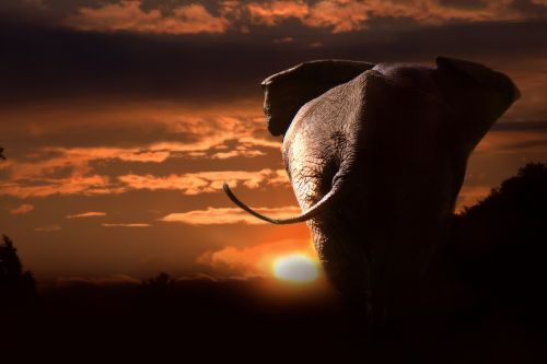 elephant african african bush elephant