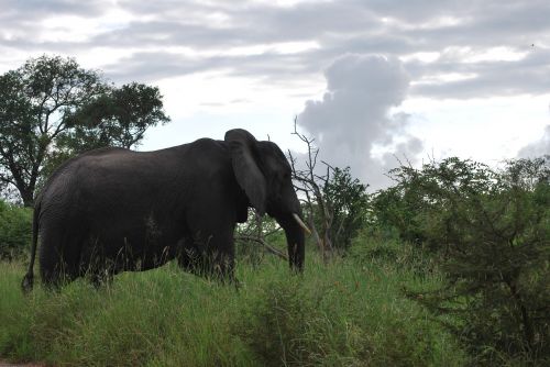 elephant south africa safari