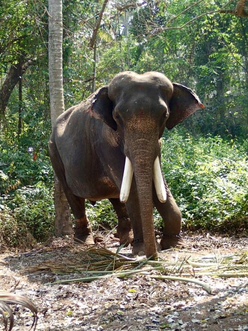 elephant india jungle