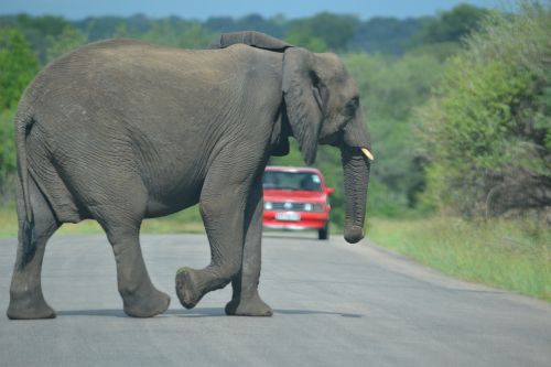 elephant south africa kruger