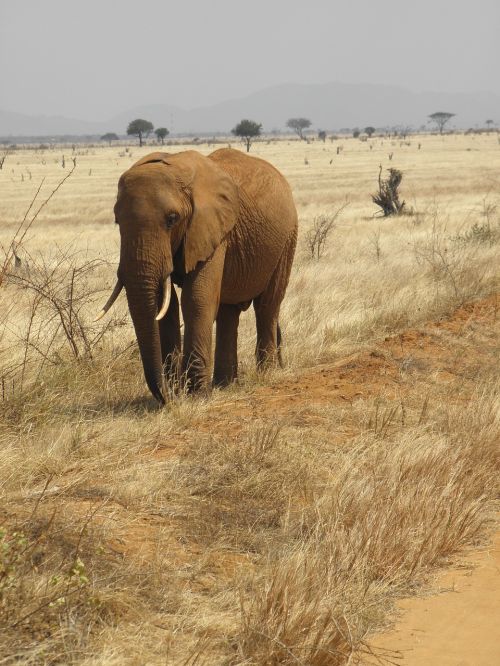 elephant wild kenya