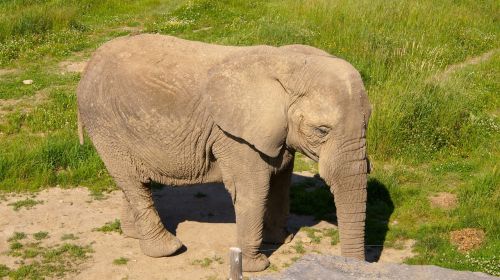 elephant zoo nature