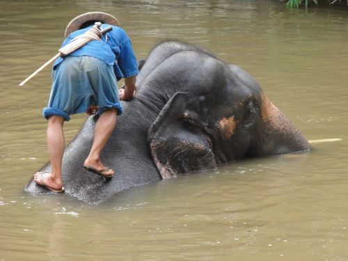 elephant bad thailand