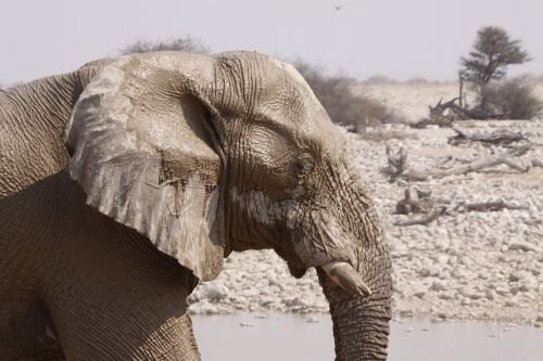 elephant animal pachyderm