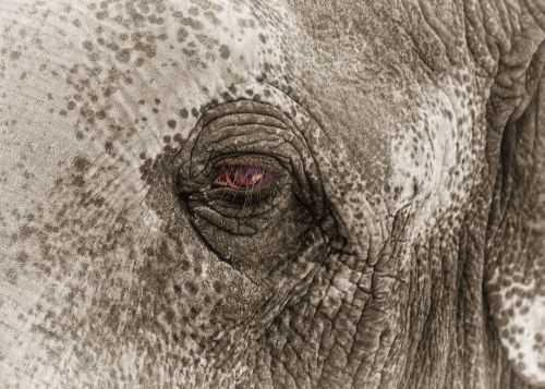 elephant eye sad