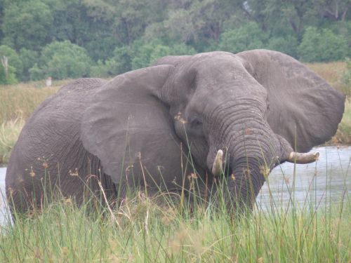 elephant wildlife wild