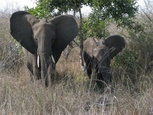 elephant mother and child africa