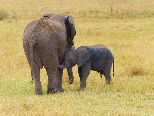 elephant mother baby