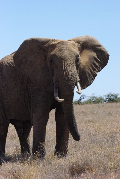 elephant lone kenya