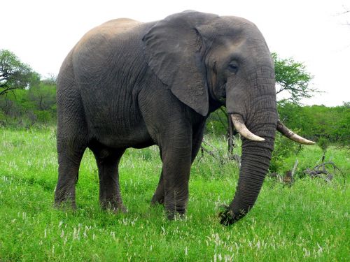 elephant africa animal