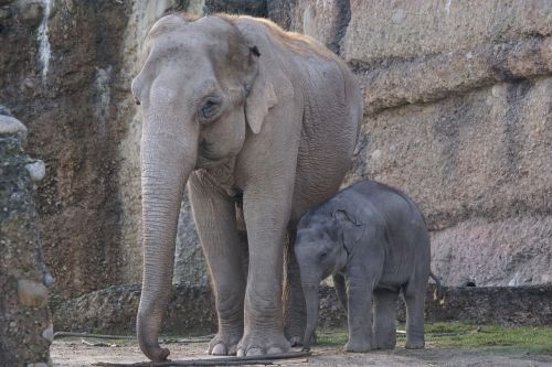 elephant young elephant baby elephant