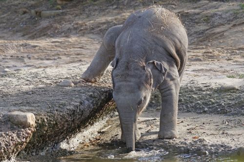 elephant young baby