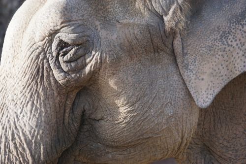 elephant leittier zoo