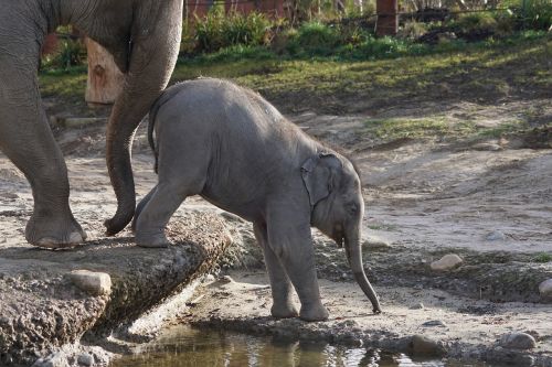 elephant baby zoo