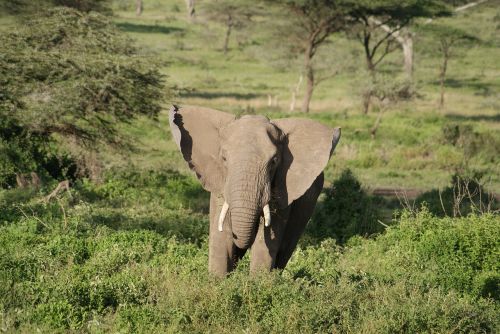 elephant africa animal