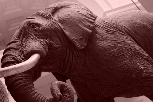 elephant museum animal