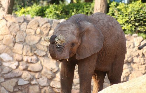 elephant mammal wildlife