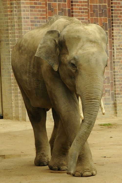 elephant pachyderm zoo