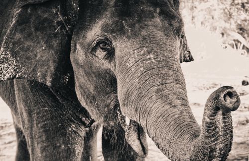 elephant portrait animal