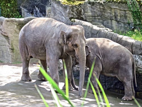 elephant young animals zoo